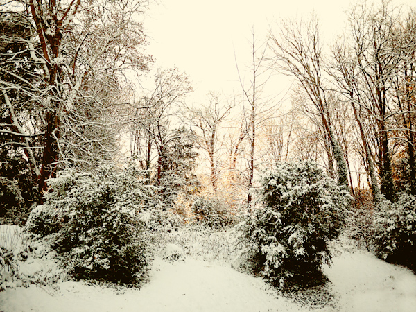 Bryanston School Woods