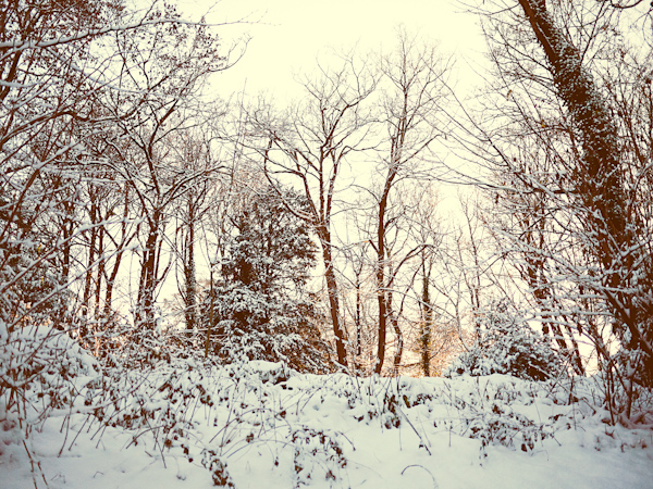 Winter Wonderland Snow Blandford Forum