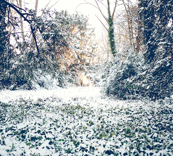 Woods in the snow, Blandford Forum