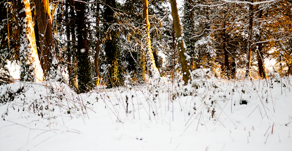 Woods in the snow