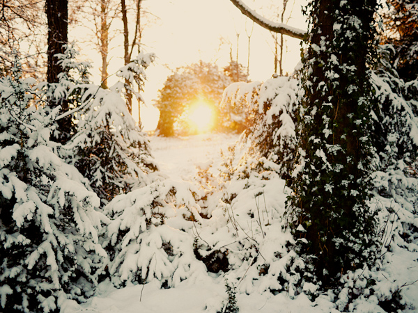 Snow in the Woods