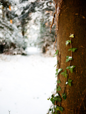 Ivy