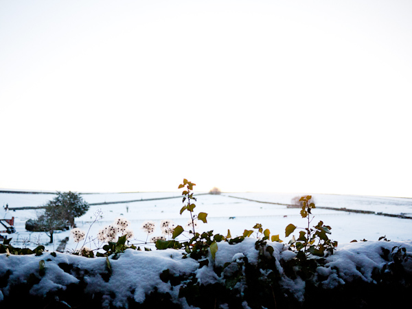 White Fields, Blandford St. Mary