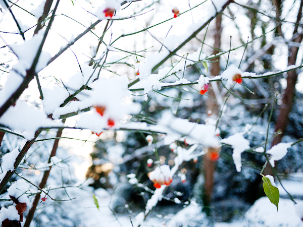 Red Berries