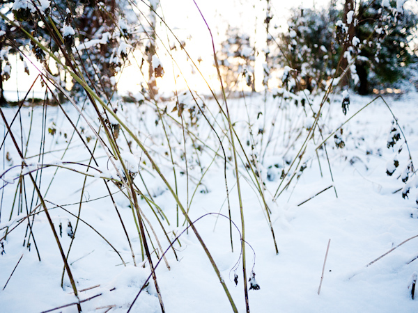 Snow Woodland Blandford