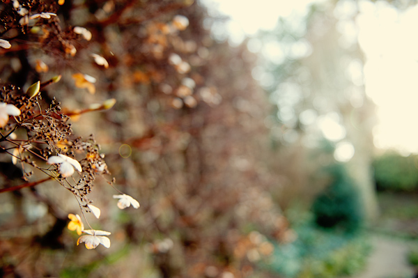 Autumn Flowers