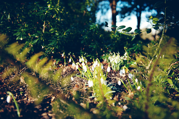 Snowdrops