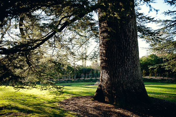 Old Pine Tree