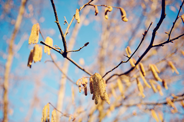 Catkins