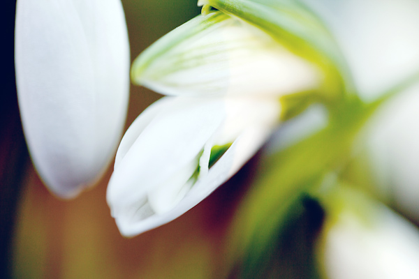 Snowdrop Detail