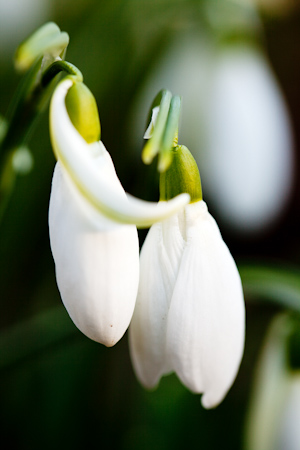 Snowdrop