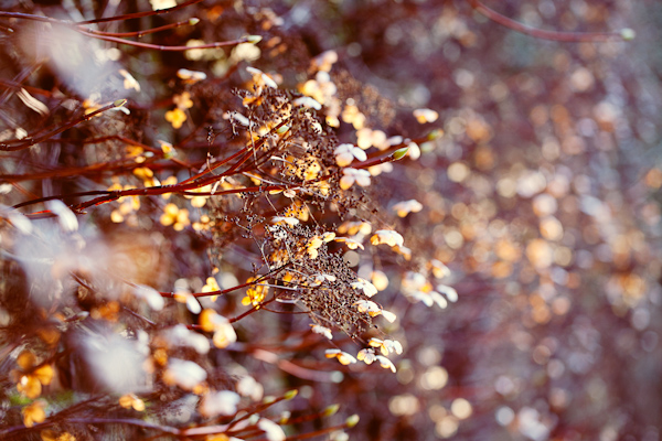 Autumn Flowers