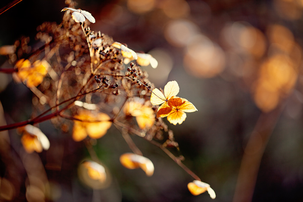 Autumn Flowers