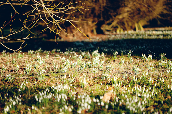 Snowdrops