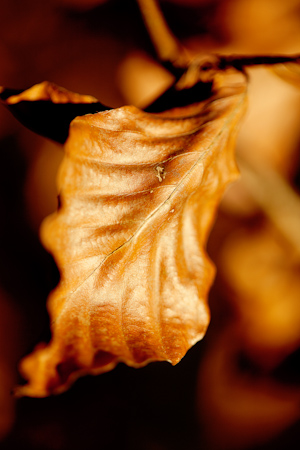 Autumn Leaf